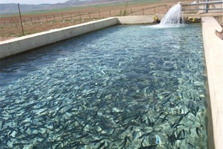 پیش بینی تولید ۴۵۰ تن ماهی سردآبی در کبودراهنگ همدان