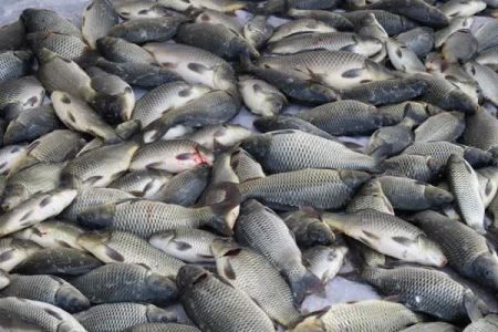 توزیع ۲۷هزار قطعه ماهی گرمابی در شهرستان خوسف