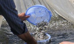 رها سازی حدود ۱۰ میلیون قطعه بچه ماهیان به صورت مستقیم در دریا
