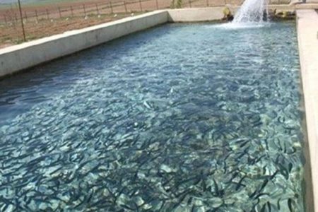 ظرفیت تولید سالانه ۲۰۰ میلیون تخم چشم‌زده ماهی قزل‌آلا در اصفهان وجود دارد