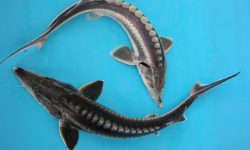ماهیان خاویاری با ارزش ترین ماهیان و گونه در معرض خطر انقراض