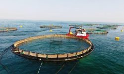 ۵۷ قفس پرورش ماهی در دریای عمان نصب شد