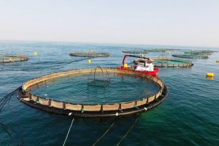 ۵۷ قفس پرورش ماهی در دریای عمان نصب شد
