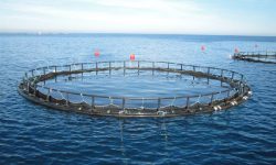 افزایش قفس‌های دریایی پرورش ماهی در استان مازندران