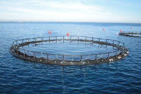 افزایش قفس‌های دریایی پرورش ماهی در استان مازندران