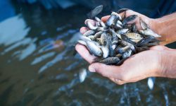 رهاسازی ۴۵۰ هزار قطعه بچه ماهیان بومی در منابع آبی خرمشهر
