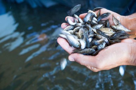 رهاسازی ۴۵۰ هزار قطعه بچه ماهیان بومی در منابع آبی خرمشهر