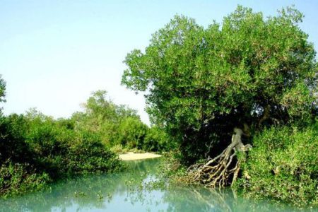 همکاری شیلات استان بوشهر در کاشت یک میلیارد درخت