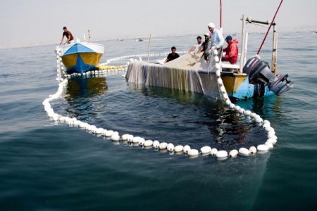  بیش از ۱۰۰ هزار تُن ماهی سالیانه در قشم صید می شود