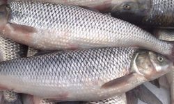 صید غیرمجاز ماهی با برق در گیلان