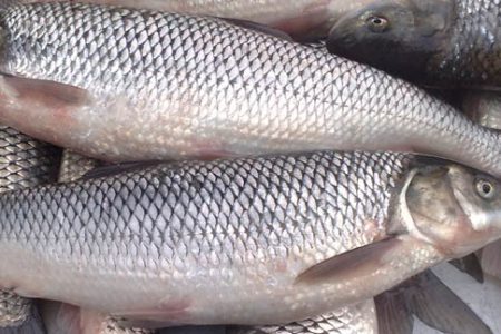 صید غیرمجاز ماهی با برق در گیلان