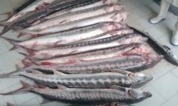 کشف ۲۱ قطعه ماهی غضروفی در ایست بازرسی شرق استان گیلان