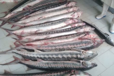 کشف ۲۱ قطعه ماهی غضروفی در ایست بازرسی شرق استان گیلان