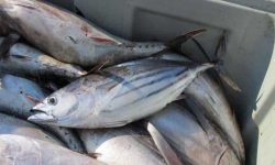 راهکار کاهش قیمت کنسرو تسهیل واردات ماهی است