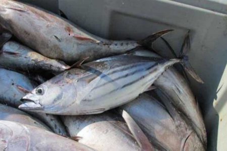 راهکار کاهش قیمت کنسرو تسهیل واردات ماهی است