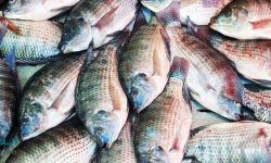 تولید۲۰ تن ماهی تیلاپیا در سبزوار 