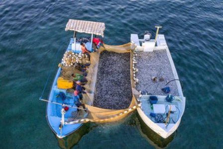 ۱۰۰۲ تُن ماهی خشک از قشم به خارج کشور صادر شد