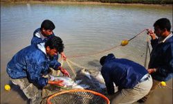 ممنوعیت صید آبزیان در رودخانه‌های خوزستان